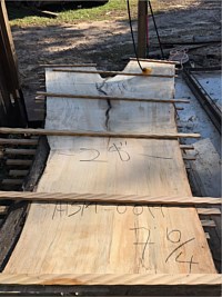 Ambrosia Maple