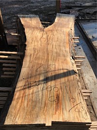 Ambrosia Maple