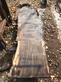 Black Walnut