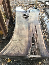 Black Walnut