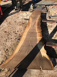 Black Walnut