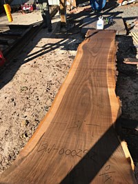 Black Walnut