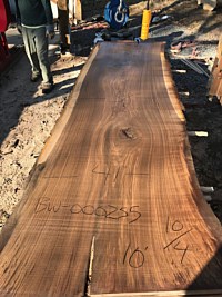 Black Walnut