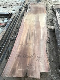 Black Walnut