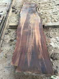 Black Walnut