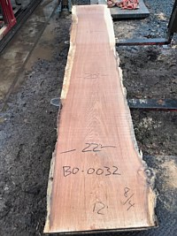 Black Oak