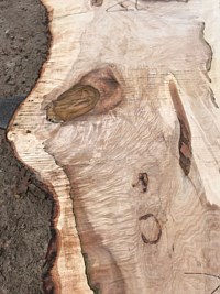 Norwegian Maple