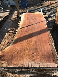Black Oak