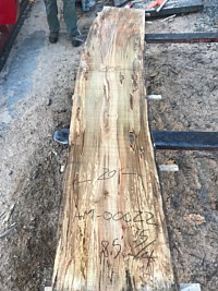 Ambrosia Maple