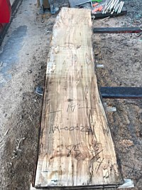 Ambrosia Maple