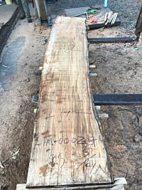 Ambrosia Maple