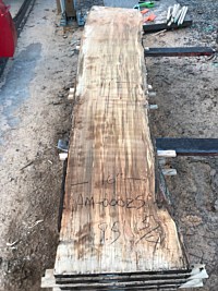 Ambrosia Maple
