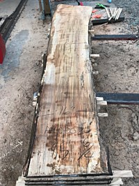 Ambrosia Maple