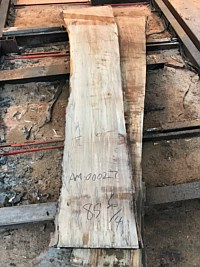 Ambrosia Maple