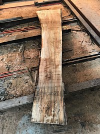 Ambrosia Maple