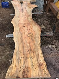 Silver Maple