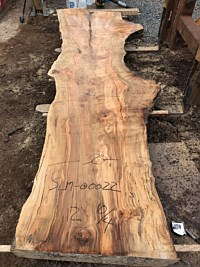Silver Maple