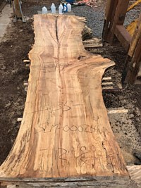 Silver Maple