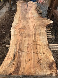 Silver Maple