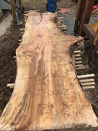 Silver Maple
