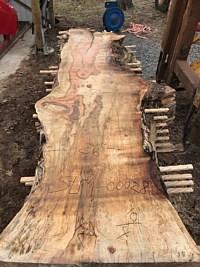 Silver Maple