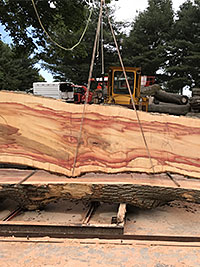 Box Elder